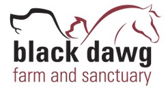 Black Dawg Logo